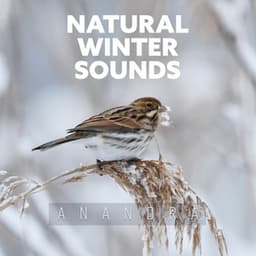 Natural Winter Sounds: Major Depressive Disorder, Multidimensional Anxiety - Anandra