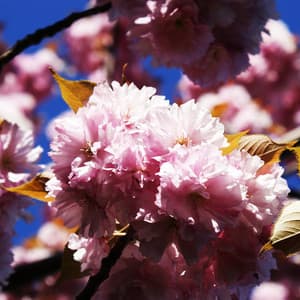 Ten Easy Rags for Piano - Jazz Café Bar