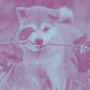 Bgm for Puppy Play Hour - Dog Calming Music