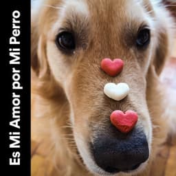 Es Mi Amor Por Mi Perro - Mascotas tranquilas
