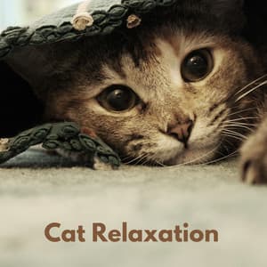 Cat Relaxation - The Cat Relaxer