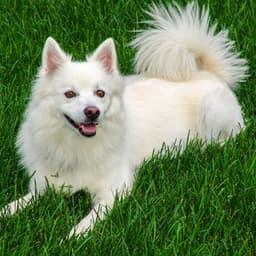 Jazz Serenade for Furry Tails: Harmonious Melodies for Dogs - Dog Jazz Songs