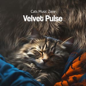 Velvet Pulse - Cats Music Zone
