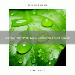 2021 New: Calming Rain White Noise and Gentle Forest Sounds - Sleep Miracle