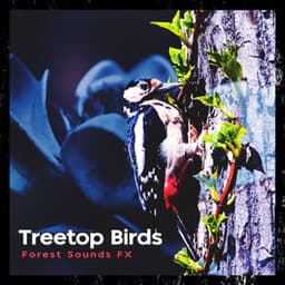 Treetop Birds - Forest Sounds FX