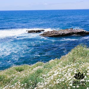 Rest by the Bay - Sea Sounds