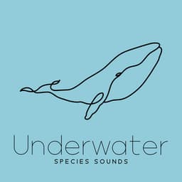 Underwater Species Sounds: Top Level Relaxation for Insomnia - Perfect Peace Ensemble
