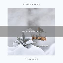 Aves Hermosos - Sonidos De Pajaros