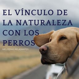 El Vínculo De La Naturaleza Con Los Perros: Melodías Relajantes - ASMR total