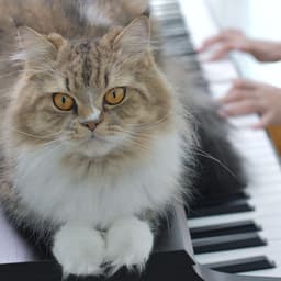 Harmonic Pet Companionship: Relaxing Piano Tunes for Peaceful Moments - Canon in D Variations