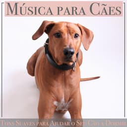 Música para Cães: Tons Suaves para Ajudar o Seu Cão a Dormir - Relaxmydog