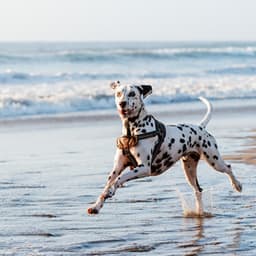 Ocean Waves and Melodies: Music for Soothing Dogs - Neural Oscillations Alpha Sounds