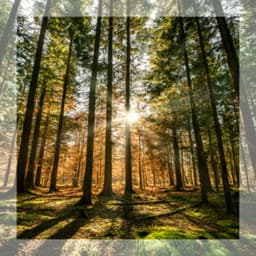 Ambient Dreamscapes - Forest - Dream Supplier