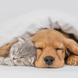 Restful Melodies for Quiet Pets - Brainwave Binaural Systems