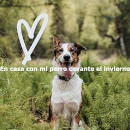 En casa con mi perro durante el invierno - Jazz Vibe Chill Out