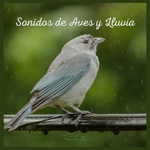 Sonidos de Aves y Lluvia - Sonidos De Aves