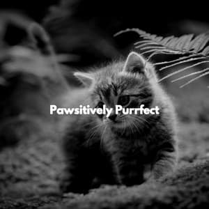 Pawsitively Purrfect - Cat Total Relax
