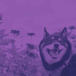 Backdrop for Doggo Relaxing - Jazz Quintet - Dog Anxiety Music