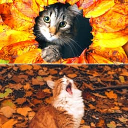 Backdrop for Cat Training Time - Jazz Quintet - Music for Resting Cats