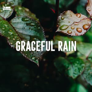 Graceful Rain - Rain Sounds Lab