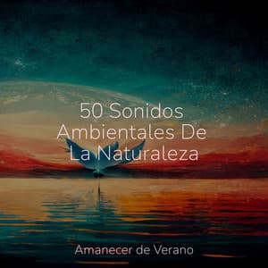 50 Sonidos Ambientales De La Naturaleza - Sonido de lluvia