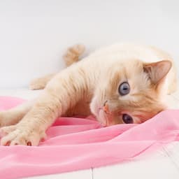 Cat Raindrops: Tender Piano Melodies Play - Melody Elf