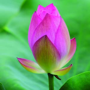 Zen Noises to Block out Racing Thoughts - White Noise Collectors