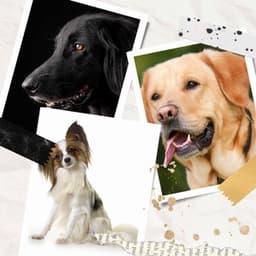 Spirited Background for Lonely Dog - Dogs at Home