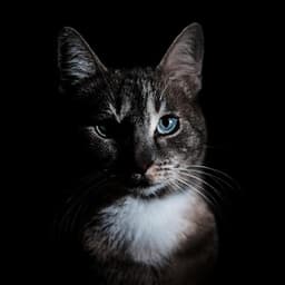 Frecuencias Felinas: Música Para Calmar A Los Gatos - Guru de música tranquila