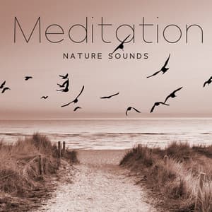 Meditation Nature Sounds: Rain Sounds, Storm, River, Forest & Birds, Sea Waves, Waterfall - Nature Zone