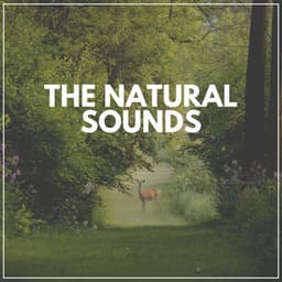 The Natural Sounds - Sounds of Nature Noise