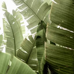 100 Days of Relaxing Starts - Lofi Chill