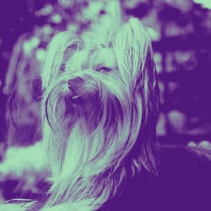 Luxurious Music for Cozy Doggy Zone - Jazz Quintet - Dog Separation Anxiety Music