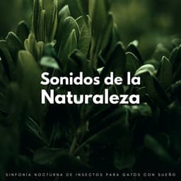 Sonidos De La Naturaleza: Sinfonía Nocturna De Insectos Para Gatos Con Sueño - Grillos nocturnos