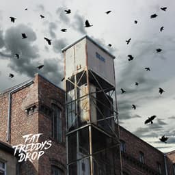 Blackbird Returns - Fat Freddy's Drop