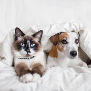 Harmonic Nature Hideaway: Rooftop Rain Melodies for Your Pets - Rain Mood