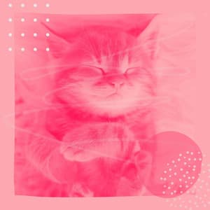 Mellow Latin Trumpet - Background for Cool Kittens - Music for Resting Cats
