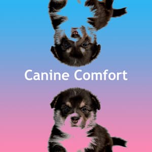 Canine Comfort - Dog’s Music