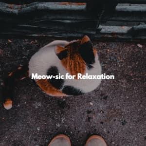 Meow-sic for Relaxation - Montreal Jazz Duo