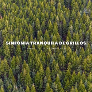 Sinfonía Tranquila De Grillos: Coro De La Naturaleza - Grillos del bosque