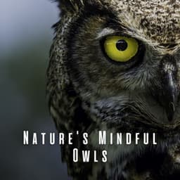 Nature's Mindful Owls: Meditation Under Night Symphony - Brown Owl Plays