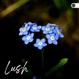 Lush - Weather and Nature Recordings