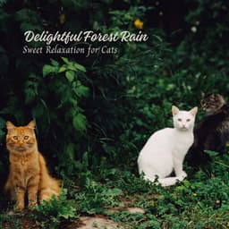 Delightful Forest Rain: Sweet Relaxation for Cats - Danny Rainsounds