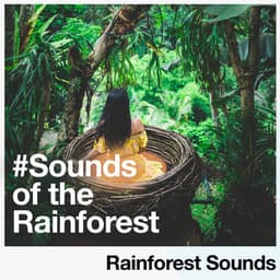#Sounds of the Rainforest - Rainforest Sounds