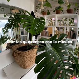 Plantas que crecen con la música - Mellow Dinner Table Music