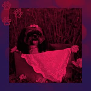 Beautiful Bgm for Doggy Training Sessions - Dog Anxiety Music