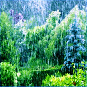 The Living Forest Rain - Reiki