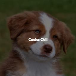 Canine Chill - Productivity Music