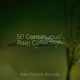 50 Continuous Rain Collection - Meditation