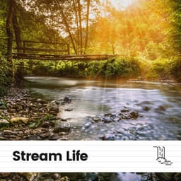 Stream Life - Water Soundscapes